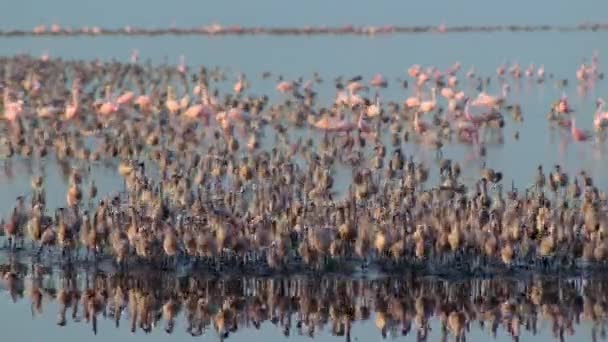 Flock Lesser Flamingos Chicks Phoeniconaias Minor Run Finding Food Fresh — Αρχείο Βίντεο