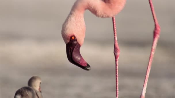 Lesser Flamingos Chicks Phoeniconaias Minor Start Walk Run Lake Bogoria — Vídeo de stock