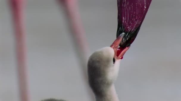 Lesser Flamingos Chick Phoeniconaias Minor Start Hatch Mother Give Food — Stockvideo