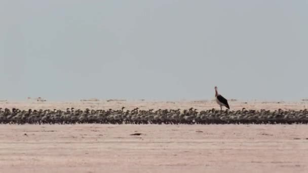 Flock Lesser Flamingos Chicks Phoeniconaias Minor Run Finding Food Fresh — Vídeo de stock