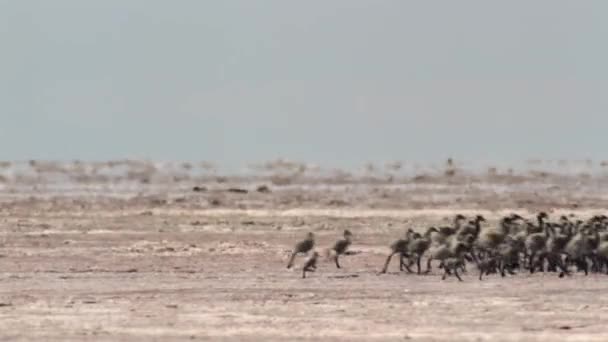 Lesser Flamingos Chicks Phoeniconaias Minor Start Walk Run Lake Bogoria — 비디오