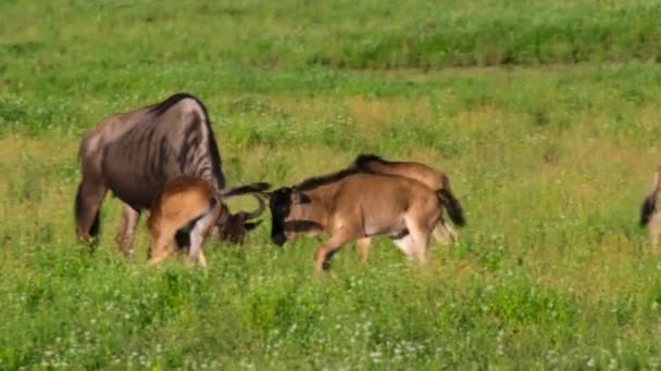 Youngster Calves Wildebeests Playing Together African Savannah Meadow Serengeti National — Stockvideo