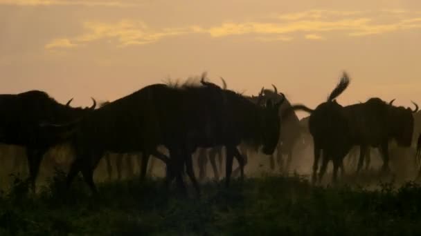 Herd Wildebeests Brighter Morning Sun Serengeti Plains East Africa Tanzania — Stock Video