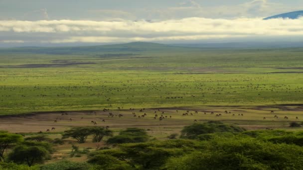 Herd Wildebeests Brighter Morning Sun Serengeti Plains East Africa Tanzania – stockvideo