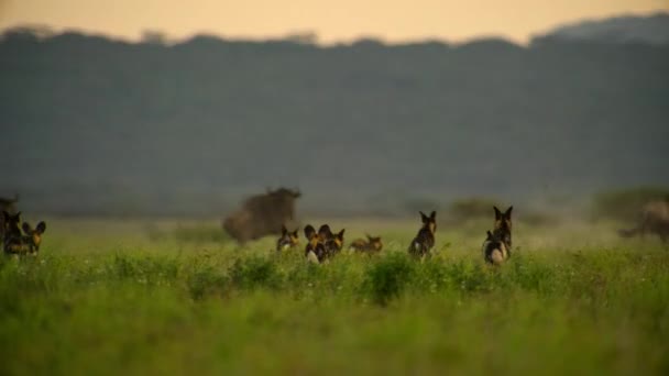 African Wild Dog Lycaon Pictus Also Called African Painted Dog — Vídeo de Stock