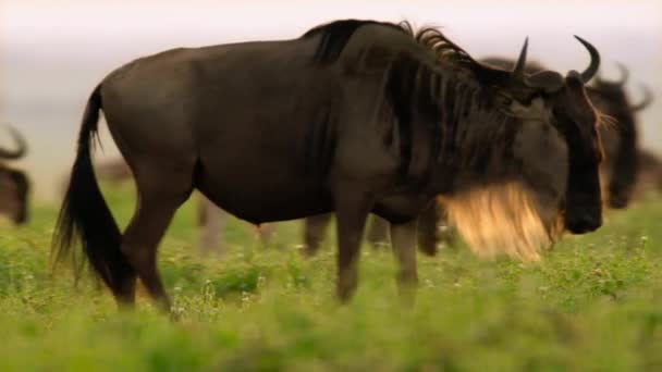 Newborn Calf Mother Wildebeests Walking Grazing Grass African Savannah Meadow — Stock video