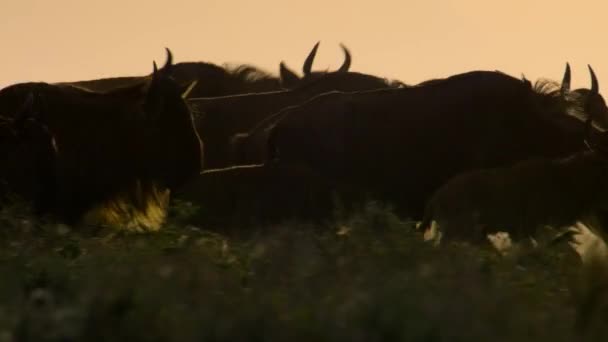 Herd Wildebeests Brighter Morning Sun Serengeti Plains East Africa Tanzania — Stock videók