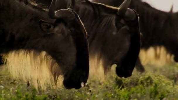 Herd Wildebeests Walking Grazing Newly Sprouting Grass African Savannah Meadow — ストック動画