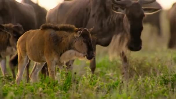 Newborn Calf Mother Wildebeests Walking Grazing Grass African Savannah Meadow — Αρχείο Βίντεο
