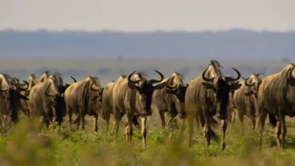 Herd Wildebeests Walking Grazing Newly Sprouting Grass African Savannah Meadow — Αρχείο Βίντεο