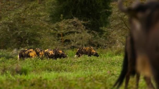 African Wild Dog Lycaon Pictus Also Called African Painted Dog — Video Stock