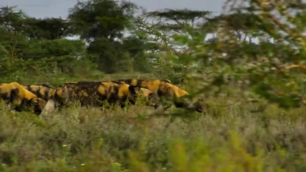 African Wild Dog Lycaon Pictus Also Called African Painted Dog — Stockvideo