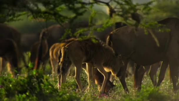 Newborn Calf Mother Wildebeests Walking Grazing Grass African Savannah Meadow — Αρχείο Βίντεο