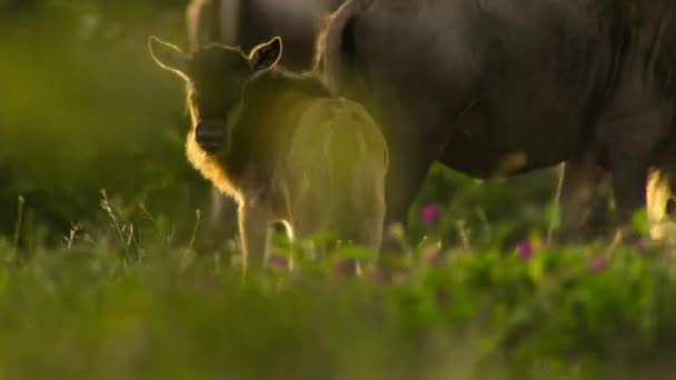 Newborn Calf Mother Wildebeests Walking Grazing Grass African Savannah Meadow — ストック動画