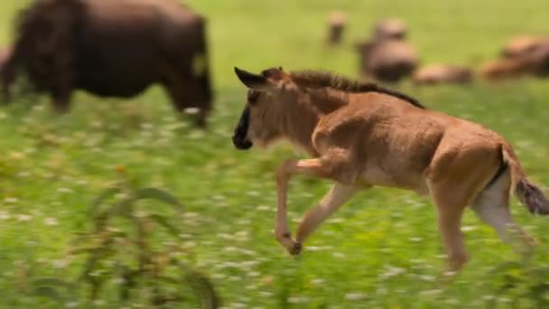 Youngster Calves Wildebeests Playing Together African Savannah Meadow Serengeti National — Stok video