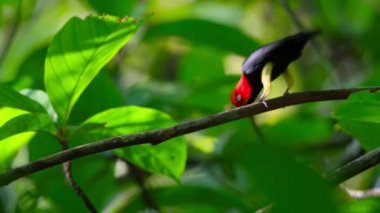 Male Red-Capped Manakin (Ceratopipra Mentalis) dancing in  courtship display in tropical forest, Panama.