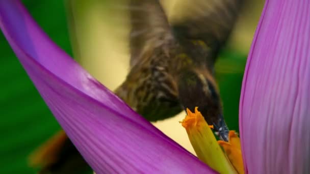 Close Male Hummingbird Feeding Nectar Pink Flower Garden Costa Rica — Αρχείο Βίντεο