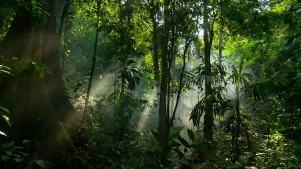 Walking Jungle Forest Sun Peeks Trees Morning Time Rays Light — Stock Video