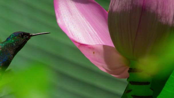 Close Male Hummingbird Feeding Nectar Pink Flower Garden Costa Rica — Stock Video