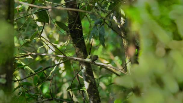 Male Lance Tailed Manakin Chiroxiphia Lanceolata Breeding Female Courtship Display — Vídeos de Stock