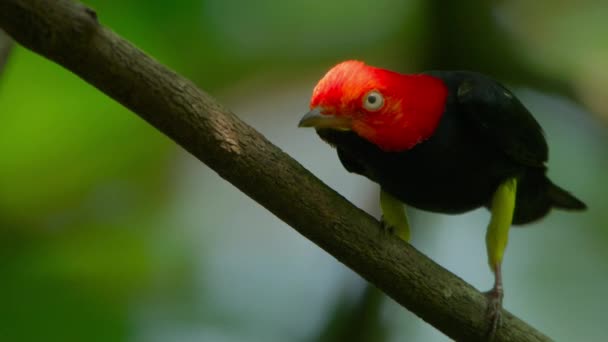 Male Red Capped Manakin Ceratopipra Mentalis Standing Tropical Forest Panama — Stock video