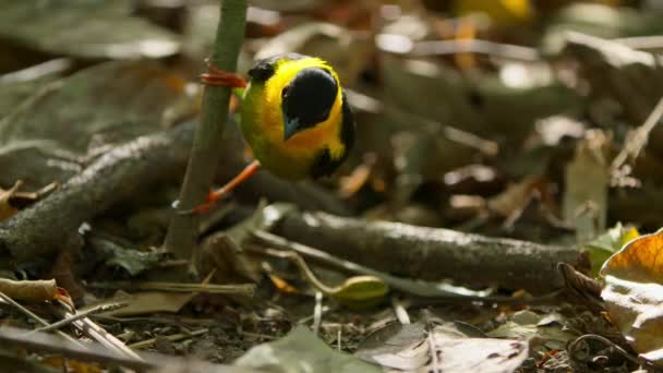 Male Golden Collared Manakin Manacus Vitellinus Clearing His Dance Floor — Vídeo de Stock