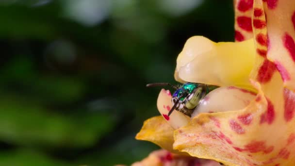 Male Orchid Bee Hanging Pollinating Red Buckets Orchid Montane Rainforest — Stock Video