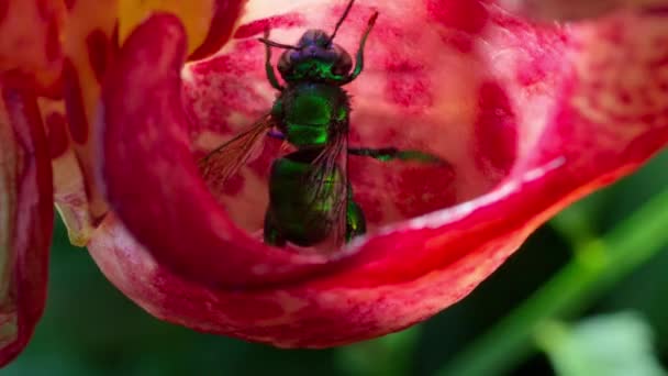 Male Orchid Bee Hanging Pollinating Red Buckets Orchid Montane Rainforest — Vídeo de Stock