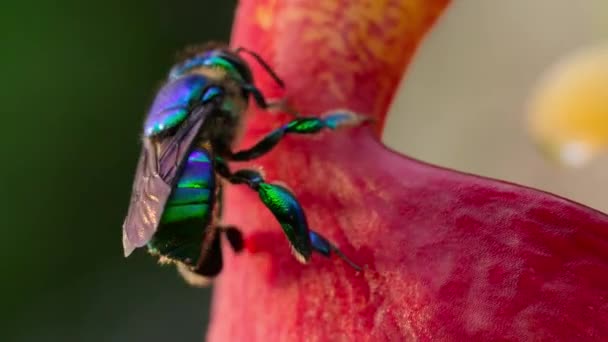 Male Orchid Bee Hanging Pollinating Red Buckets Orchid Montane Rainforest — Stockvideo