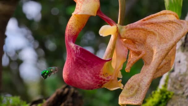 Male Orchid Bee Hanging Pollinating Red Buckets Orchid Montane Rainforest — Stockvideo
