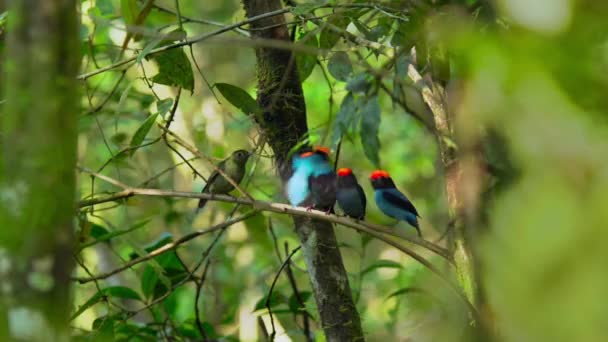 Male Lance Tailed Manakin Chiroxiphia Lanceolata Dancing Courtship Display Tropical — Stockvideo