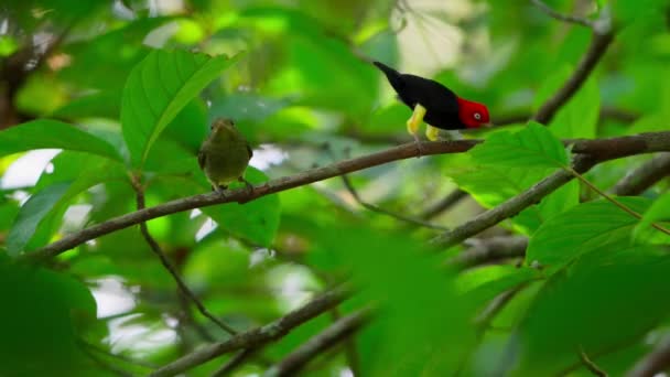Male Red Capped Manakin Ceratopipra Mentalis Dancing Courtship Display Tropical — Stock video