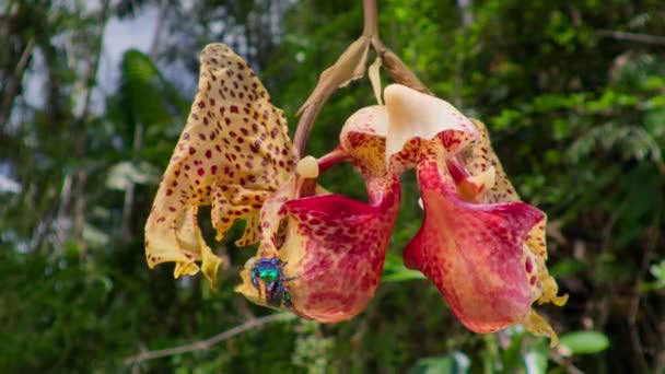 Male Orchid Bee Hanging Pollinating Red Buckets Orchid Montane Rainforest — стоковое видео