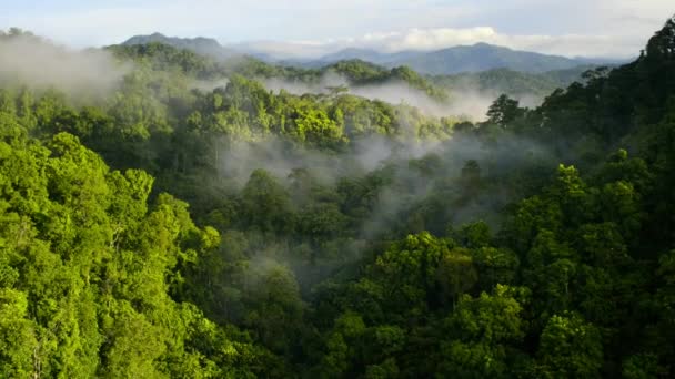 Aerial View Tropical Jungle Green Rainforest Mist — 비디오