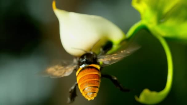 Male Orchid Bee Hanging Pollinating Red Buckets Orchid Montane Rainforest — Vídeo de Stock