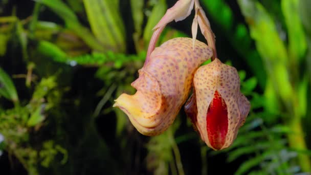 Timelapse Red Buckets Orchid Blooming Montane Rainforest Western Ecuador — Stock video