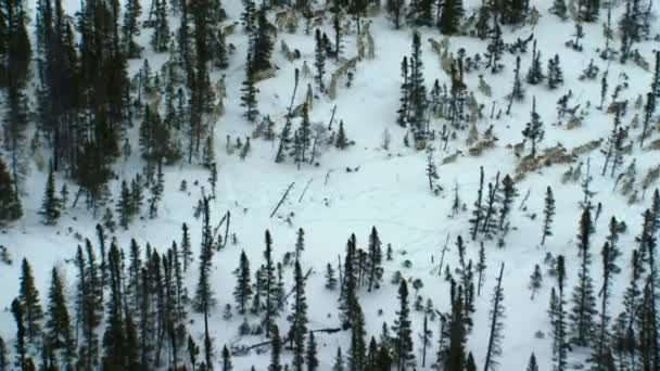 Northwestern Wolf Canis Lupus Occidentalis Hunting Caribou Deep Snow Fields — Stockvideo