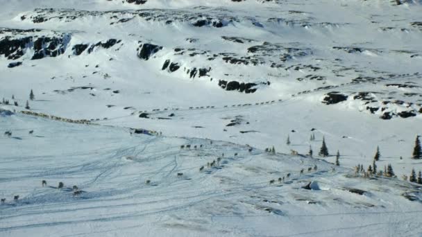 Aerial View Herd Boreal Woodland Caribou Rangifer Tarandus Caribou Seeking — стоковое видео