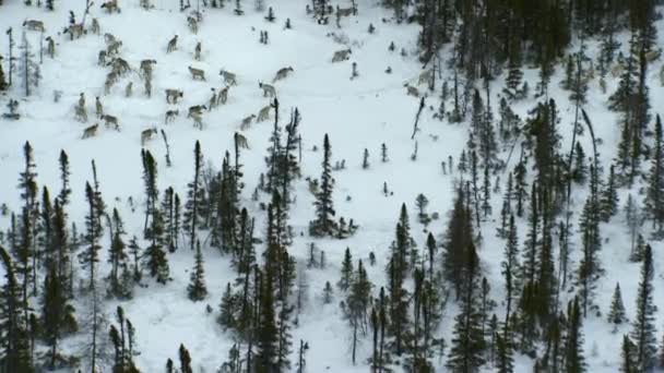 Northwestern Wolf Canis Lupus Occidentalis Hunting Caribou Deep Snow Fields — стоковое видео