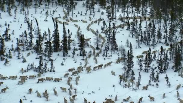 Aerial View Herd Boreal Woodland Caribou Rangifer Tarandus Caribou Seeking — стоковое видео