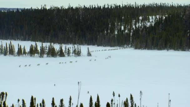 Northwestern Wolf Canis Lupus Occidentalis Stalking Caribou Deep Snow Fields — Stok video