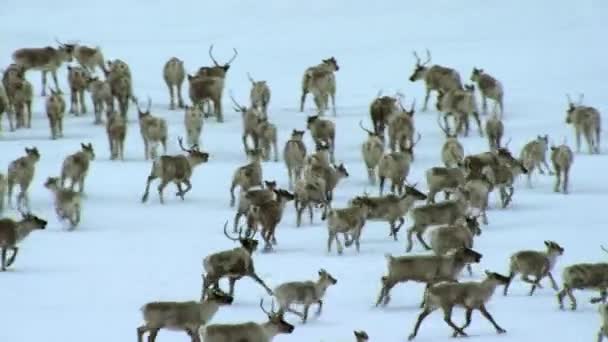 Herd Boreal Woodland Caribou Rangifer Tarandus Caribou Seeking Food Shelter — Stockvideo