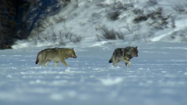Close Northwestern Wolf Canis Lupus Occidentalis Finding Tracks Trails Caribou — 图库视频影像