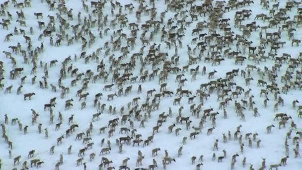 Aerial View Herd Boreal Woodland Caribou Rangifer Tarandus Caribou Seeking — стоковое видео