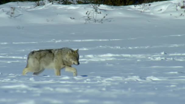 Close Northwestern Wolf Canis Lupus Occidentalis Finding Tracks Trails Caribou — Stok video