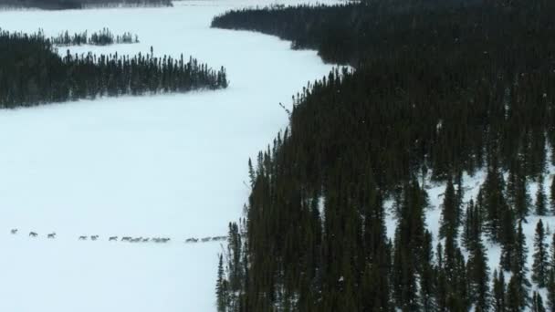 Aerial View Herd Boreal Woodland Caribou Rangifer Tarandus Caribou Seeking — стоковое видео