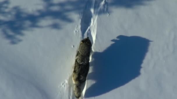 Aerial View Northwestern Wolf Canis Lupus Occidentalis Finding Tracks Trails — Vídeo de Stock