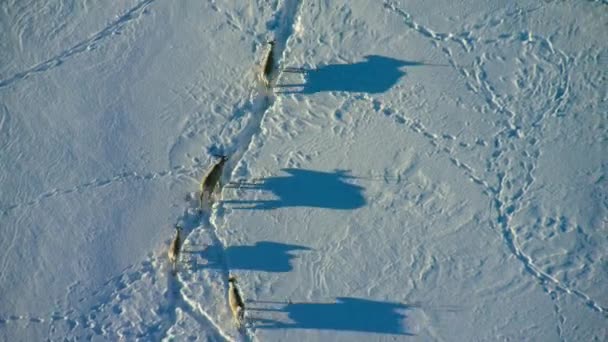 Aerial View Herd Boreal Woodland Caribou Rangifer Tarandus Caribou Seeking — стоковое видео