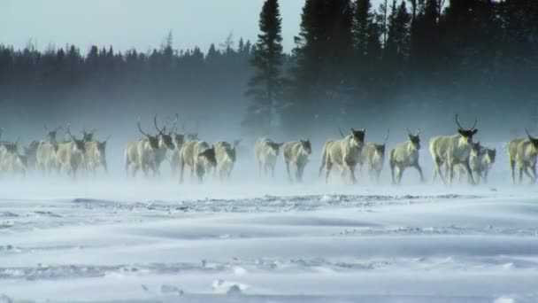Herd Boreal Woodland Caribou Rangifer Tarandus Caribou Seeking Food Shelter — Αρχείο Βίντεο