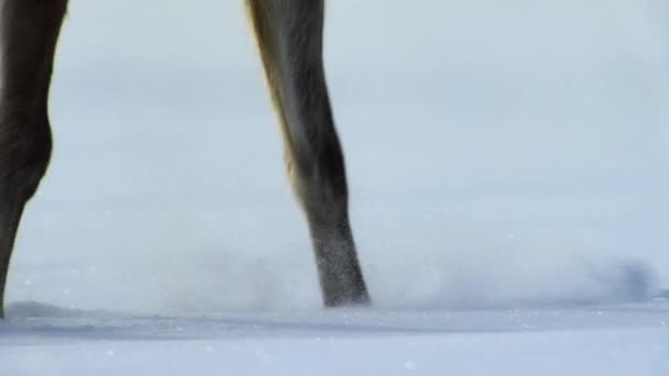 Herd Boreal Woodland Caribou Rangifer Tarandus Caribou Seeking Food Shelter — Video Stock